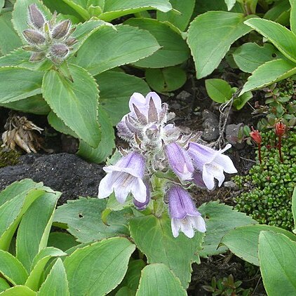 Pennellianthus frutescens unspecified picture