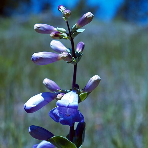 Penstemon grandiflorus unspecified picture