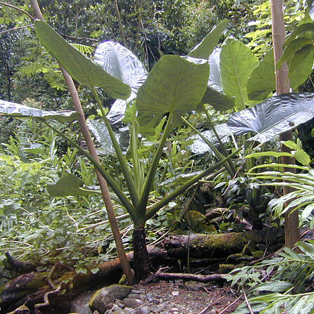 Alocasia unspecified picture