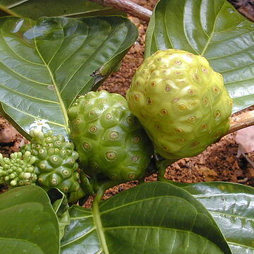 Morinda unspecified picture