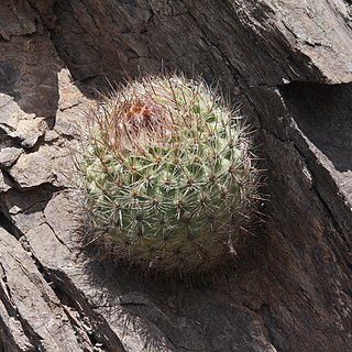 Parodia stuemeri unspecified picture