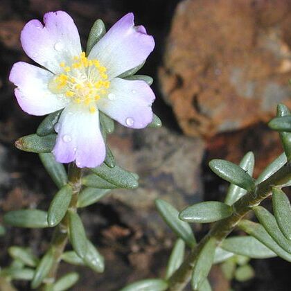 Portulaca unspecified picture