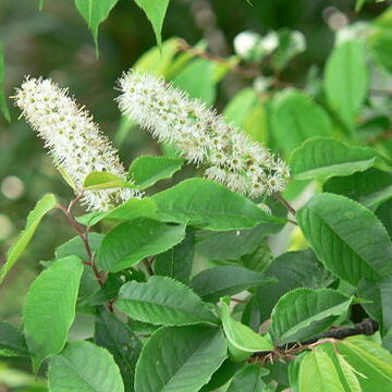 Prunus grayana unspecified picture