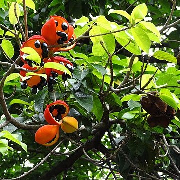 Sterculia lanceolata unspecified picture