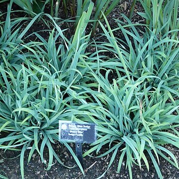 Carex laxiculmis unspecified picture