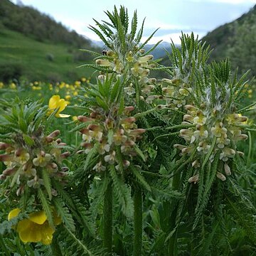 Pedicularis wilhelmsiana unspecified picture