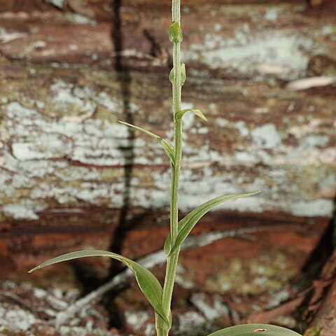 Platanthera minor unspecified picture