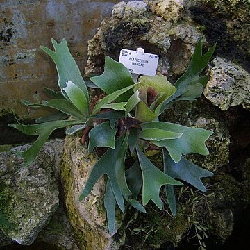 Platycerium wandae unspecified picture