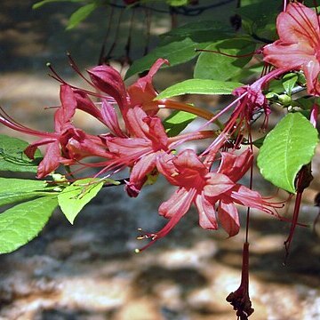 Rhododendron prunifolium unspecified picture