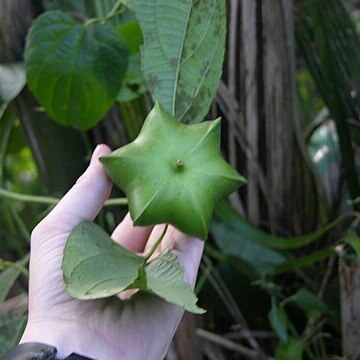 Plukenetia volubilis unspecified picture