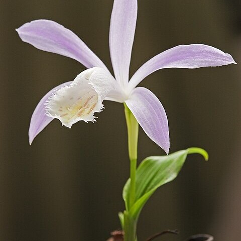 Pleione unspecified picture