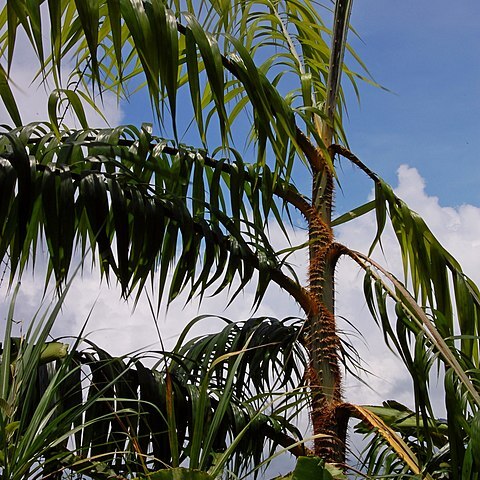 Plectocomia elongata unspecified picture