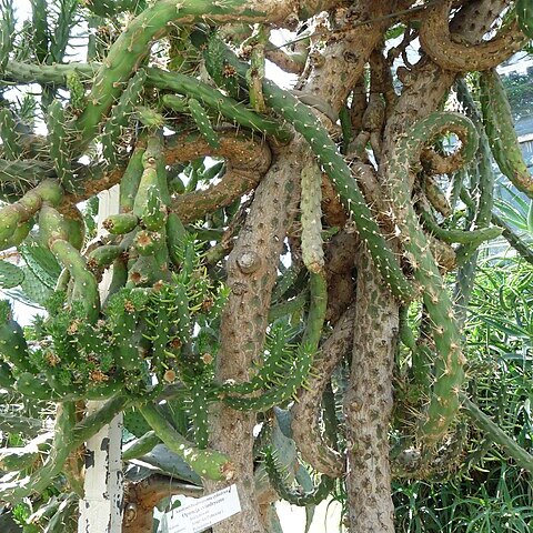 Austrocylindropuntia cylindrica unspecified picture