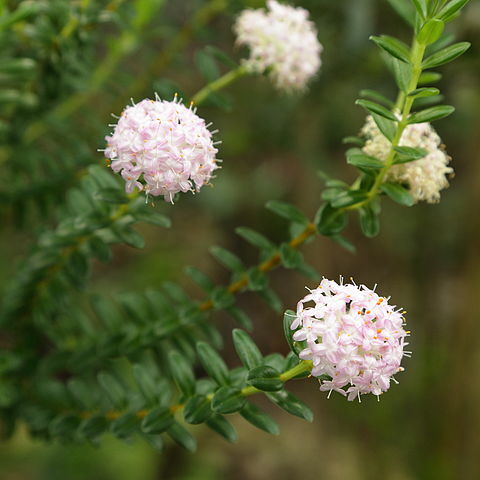 Pimelea ferruginea unspecified picture