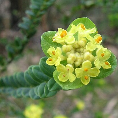 Pimelea flava unspecified picture