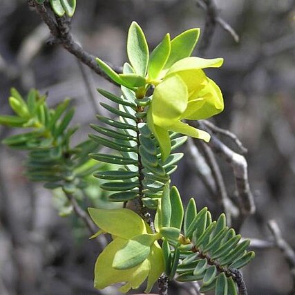 Pimelea aeruginosa unspecified picture