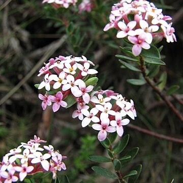 Pimelea alpina unspecified picture