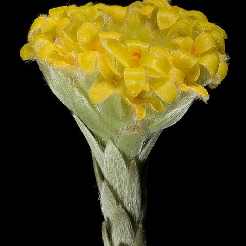 Pimelea ammocharis unspecified picture