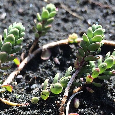 Pimelea actea unspecified picture