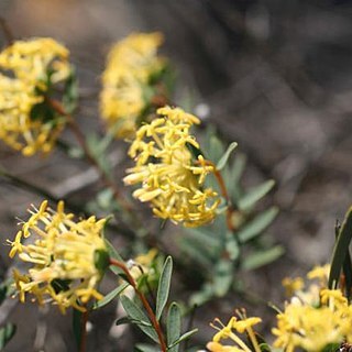 Pimelea angustifolia unspecified picture