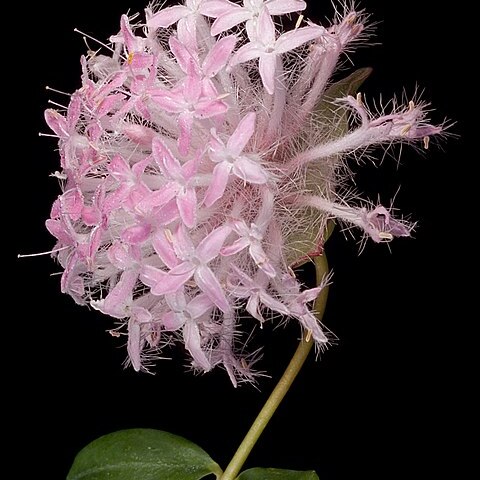 Pimelea hispida unspecified picture