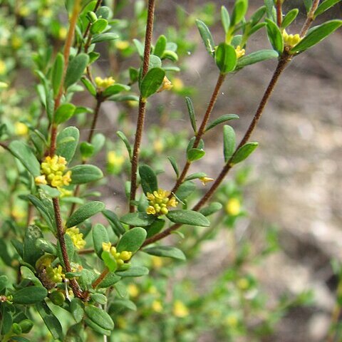 Pimelea hewardiana unspecified picture