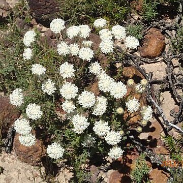 Pimelea imbricata unspecified picture