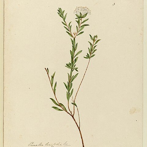 Pimelea linifolia unspecified picture