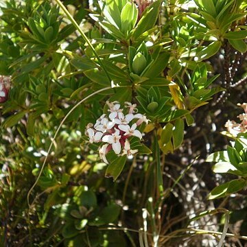 Pimelea longifolia unspecified picture