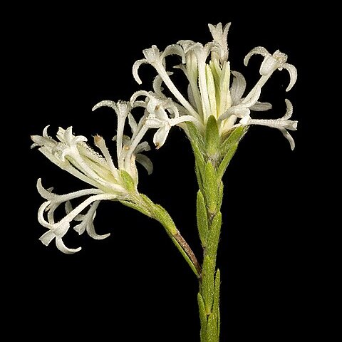 Pimelea longiflora unspecified picture