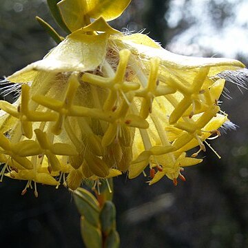 Pimelea suaveolens unspecified picture