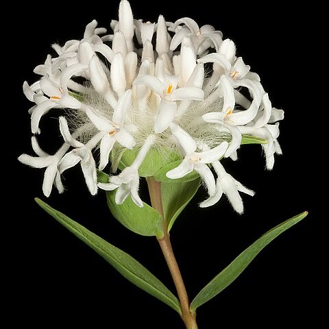 Pimelea brevistyla unspecified picture