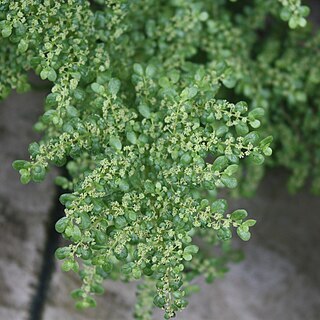 Pilea serpyllacea unspecified picture