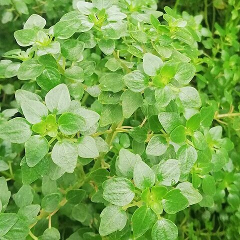 Pilea laevicaulis unspecified picture