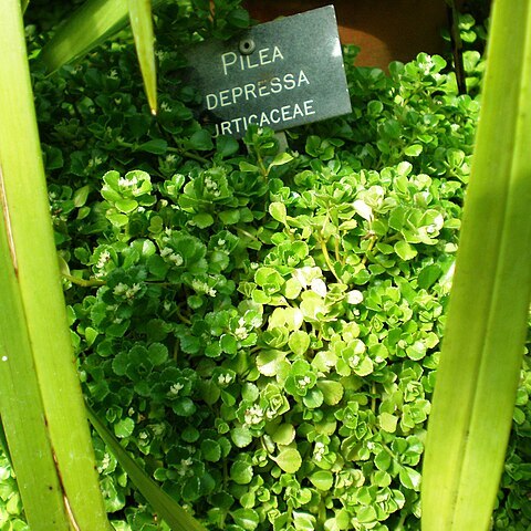 Pilea depressa unspecified picture