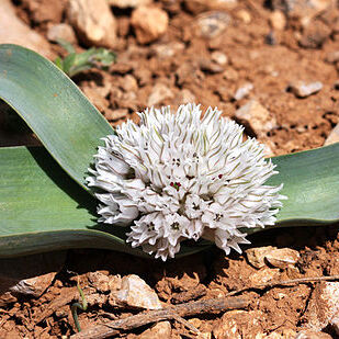 Allium libani unspecified picture