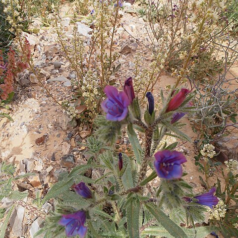 Echium rauwolfii unspecified picture