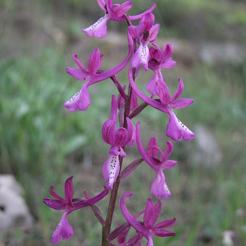 Orchis anatolica unspecified picture