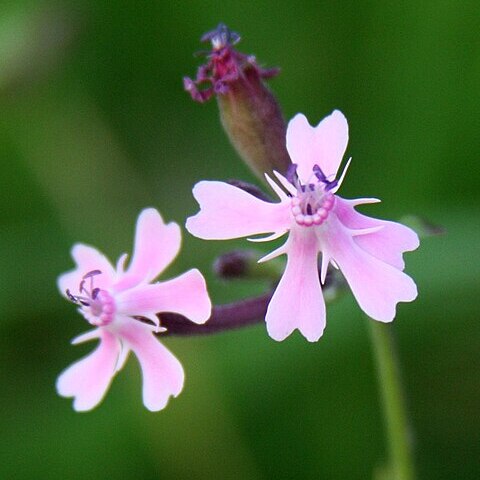 Silene aegyptiaca unspecified picture