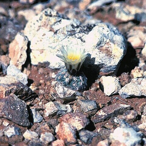 Pediocactus bradyi unspecified picture