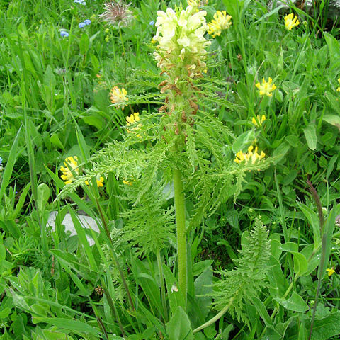 Pedicularis unspecified picture