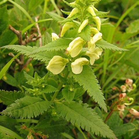 Pedicularis yezoensis unspecified picture