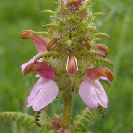 Pedicularis superba unspecified picture