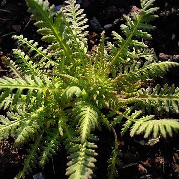 Pedicularis superba unspecified picture