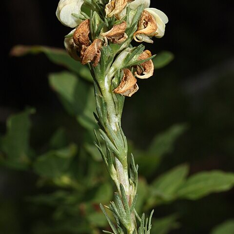 Pedicularis contorta unspecified picture