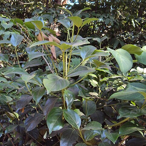 Psydrax umbellata unspecified picture