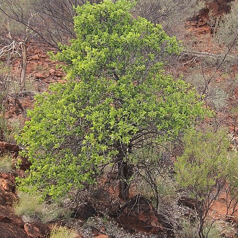 Psydrax latifolius unspecified picture