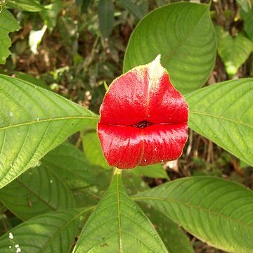 Palicourea elata unspecified picture