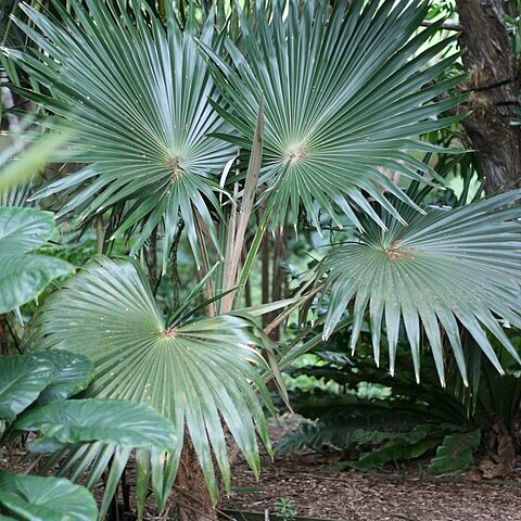 Pritchardia minor unspecified picture