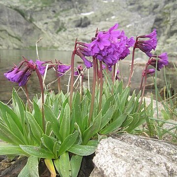 Primula deorum unspecified picture